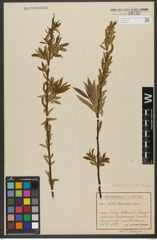 Foto von Salix triandra subsp. triandra L.